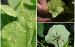 Comment se débarrasser des pucerons sur les plantes d'intérieur à la maison