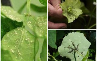 Comment se débarrasser des pucerons sur les plantes d'intérieur à la maison