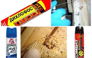 Moyens efficaces d'éliminer les insectes inodores dans l'appartement