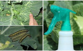 Comment se débarrasser des papillons et des chenilles du chou