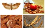 Que faire si la taupe commence dans les pommes séchées