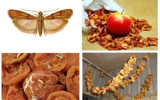Que faire si une taupe commence dans un fruit séché