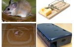 Comment supprimer des souris d'une maison privée