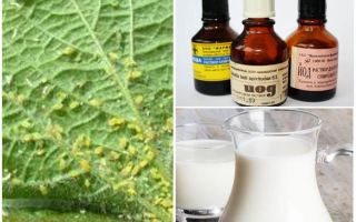 Lait à l'iode de pucerons