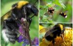 Description et photos du bourdon du jardin