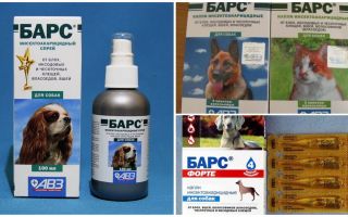 Léopard contre les tiques pour chiens et chats