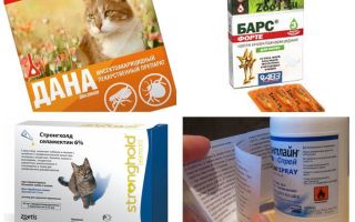 Les meilleurs remèdes contre les puces pour les chats