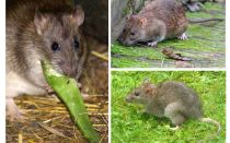 A quoi ressemblent les rats