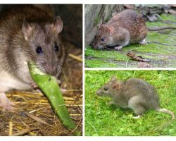 A quoi ressemblent les rats