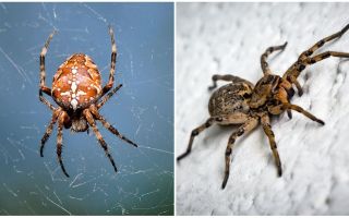 L'araignée est un insecte ou un animal