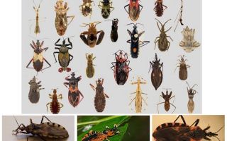 Punaises de lit vecteurs de toutes les maladies