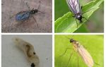 Comment se débarrasser des mouches noires dans les plantes d'intérieur et les pots de fleurs