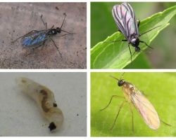 Comment se débarrasser des mouches noires dans les plantes d'intérieur et les pots de fleurs