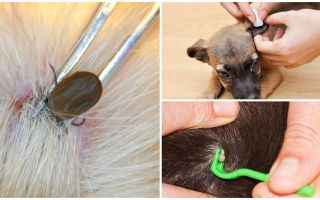 Comment enlever une tique d'un chien à la maison