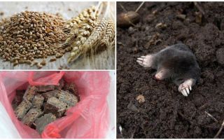 Comment et quoi empoisonner les taupes