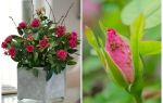 Pucerons sur les roses - comment gérer et comment se débarrasser