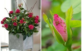 Pucerons sur les roses - comment gérer et comment se débarrasser