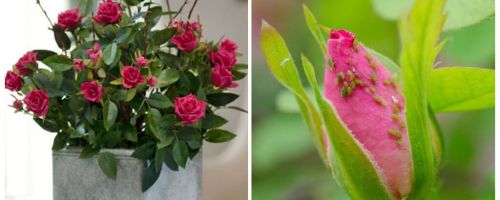 Pucerons sur les roses - comment gérer et comment se débarrasser