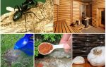 Comment sortir les fourmis du bain