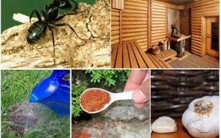 Comment sortir les fourmis du bain