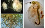 Les puces d'eau dans l'aquarium