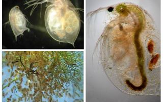 Les puces d'eau dans l'aquarium