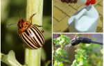 Les meilleurs médicaments du doryphore de la pomme de terre sur les pommes de terre