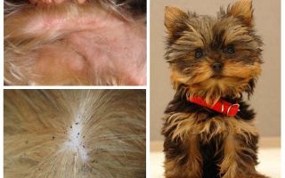 Comment éliminer les puces du Yorkshire terrier