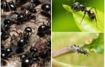 Types de fourmis en Russie et dans le monde