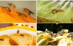 Mouches drosophile