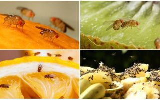 Mouches drosophile