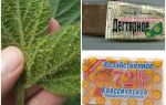 Goudron et savon de ménage de pucerons sur les plantes