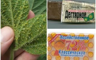Goudron et savon de ménage de pucerons sur les plantes