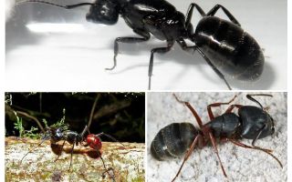 Les plus grandes fourmis du monde