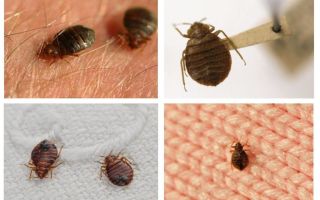 Si les insectes vivent dans les oreillers et les couvertures