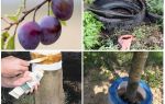 Comment traiter les fourmis sur la prune