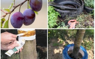 Comment traiter les fourmis sur la prune