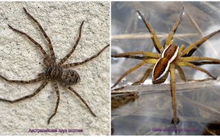 Araignée chasseur australien
