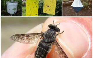 Comment traiter avec les mouches