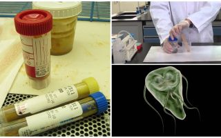 Comment passer correctement les matières fécales sur Giardia, méthodes d'analyse
