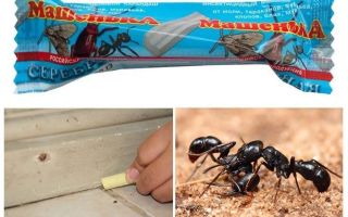 Pencil Masha de fourmis
