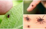 Tout sur les tiques