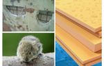 Les souris mangent-elles de la mousse de polystyrène extrudé?
