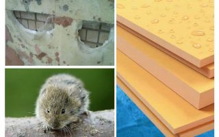 Les souris mangent-elles de la mousse de polystyrène extrudé?