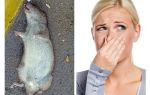 Comment se débarrasser de l'odeur d'un rat mort sous le plancher