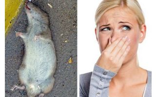 Comment se débarrasser de l'odeur d'un rat mort sous le plancher
