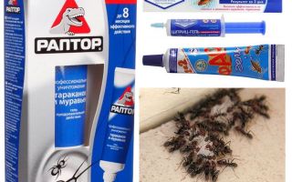 Les meilleurs produits de fourmis