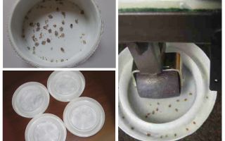 Comment déterminer s'il y a des insectes à la maison