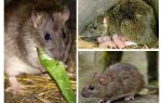 Rats sauvages