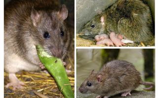 Rats sauvages